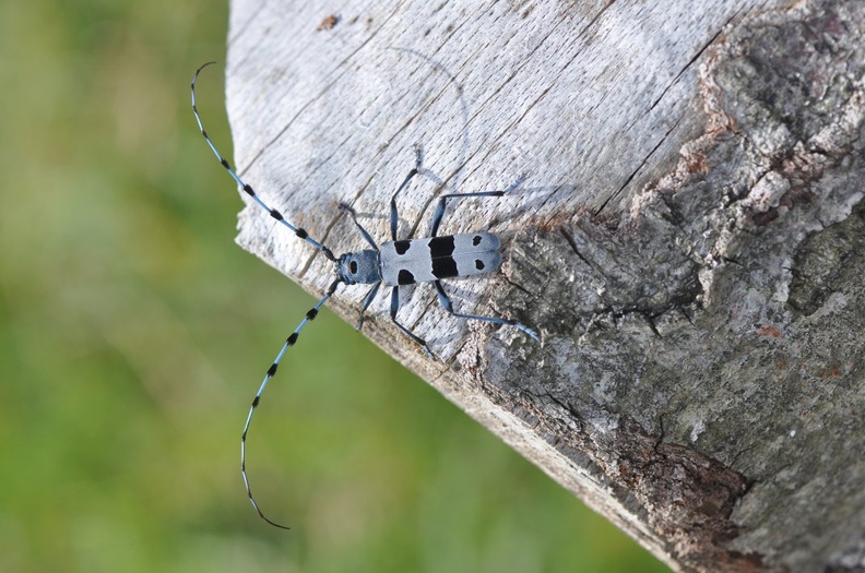 Alpenbock _Rosalia alpina__002.jpg